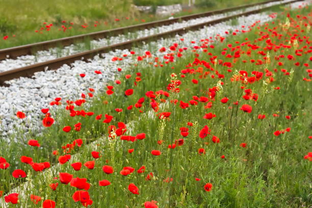Gentle Red Poppy Flowers
