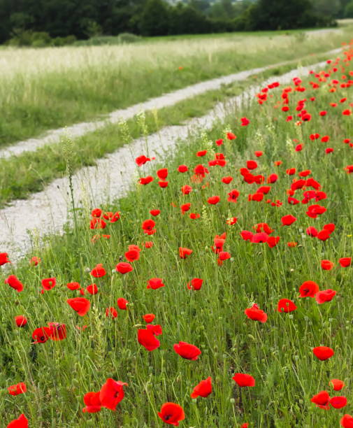 istock Gentle Red Poppy Flowers 1270041884
