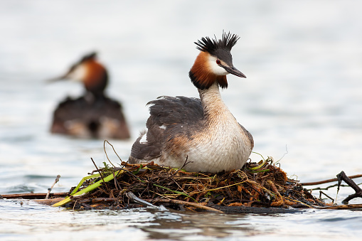Great crested grebe, podiceps cristatus, floating on water in springtime. Wild feathered animal with red-white head and dark crest resting on nest on river. Wild bird observing on lake with another one in background.