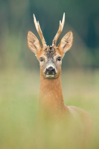 istock Roe deer buck looking to the camera on meadow from close up. 1270042501
