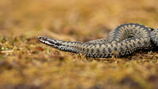 istock Poisonous common viper crawling on the ground in autumn. 1270042510