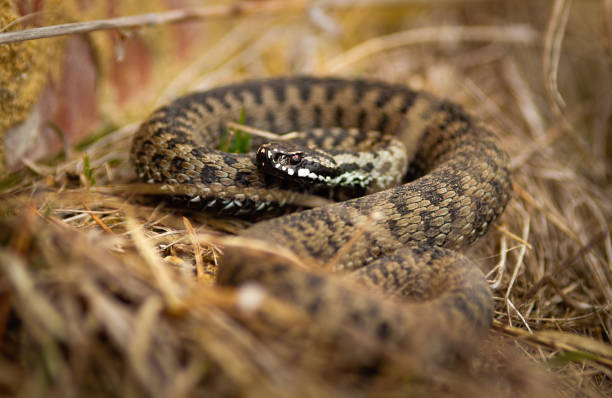istock Toxic common viper lying on the ground in autumn. 1270042550