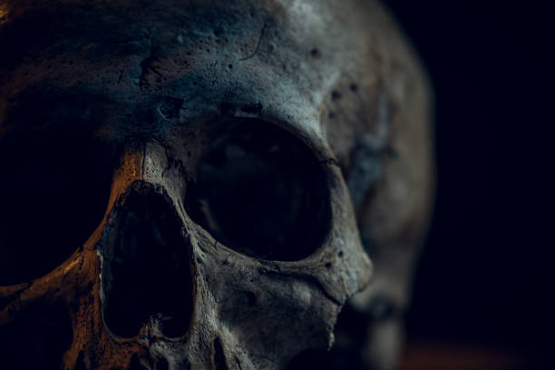 Skull Human skull in dark room skull photos stock pictures, royalty-free photos & images