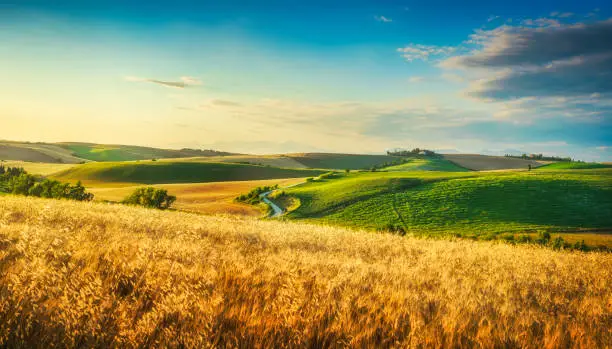 Photo of Tuscany countryside panorama, rolling hills and wheat fields at sunset. Pisa, Italy