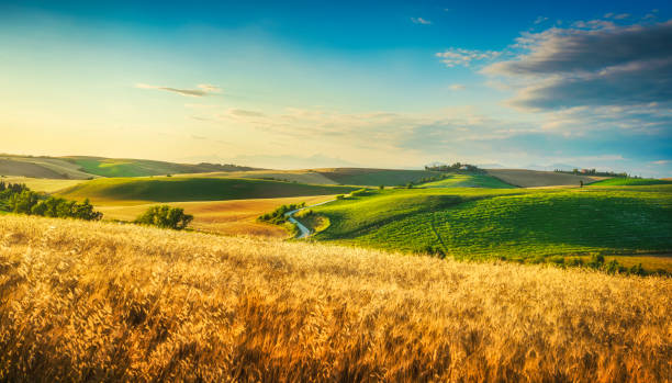 panorama do campo da toscana, colinas rochosas e campos de trigo ao pôr do sol. pisa - rolling hill field green - fotografias e filmes do acervo