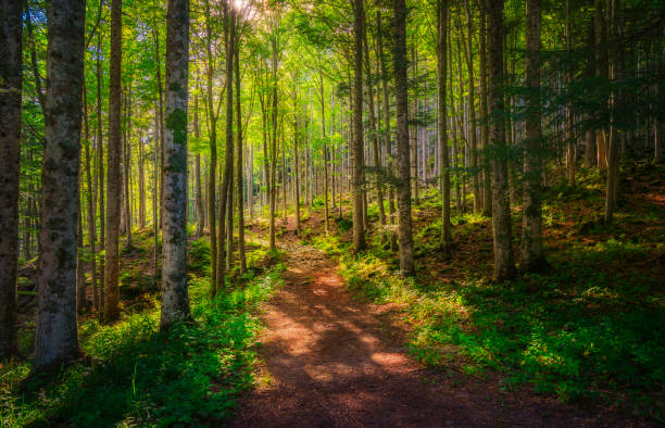 Abetone, mountain path inside a fir forest. Apennines, Tuscany, Italy.