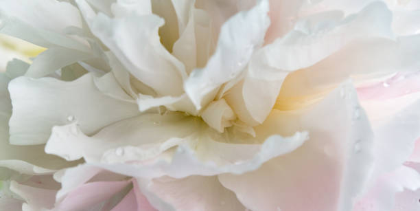 romantic banner, delicate white peonies flowers close-up. fragrant pink petals - english rose imagens e fotografias de stock