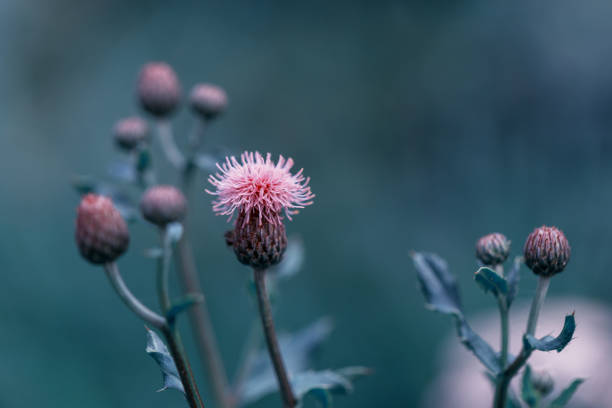 Pink thorny thistle flower on blue background. Toned effect