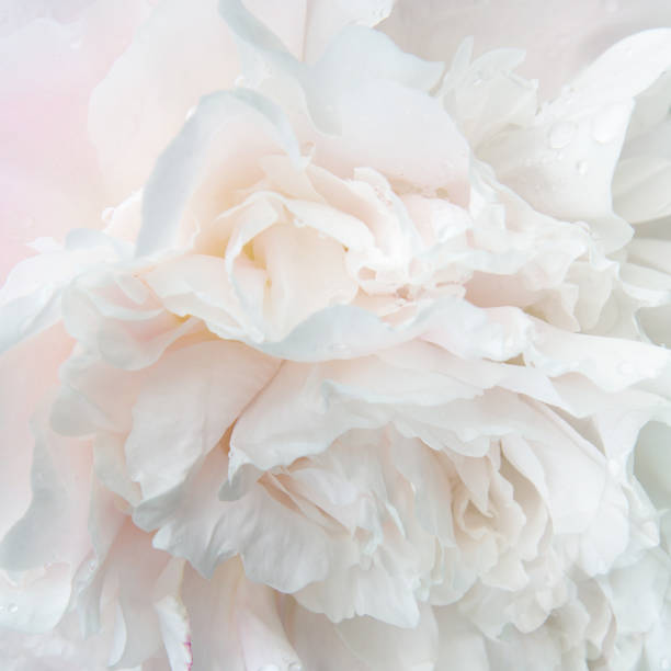 istock Romantic square background, delicate white peonies flowers close-up. Fragrant pink petals 1270042856