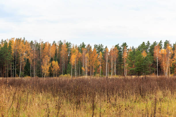 istock Autumn pine forest and yellow golden deciduous trees, panorama 1270042874