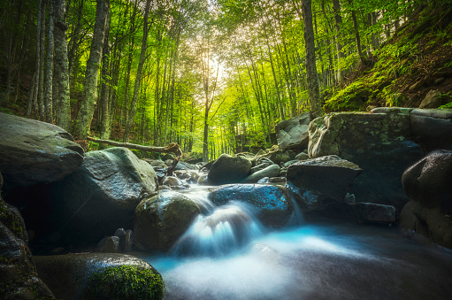 Abetone, stream waterfall inside a fir and beech forest. Apennines, Tuscany, Italy.