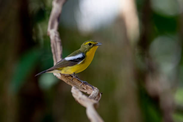 istock Female of Green-backed Flycatcher perching on a tree branch 1270043955