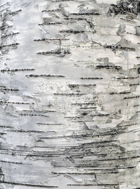 자작 나무 껍질 텍스처 클로즈업 피질 - birch bark birch tree textured 뉴스 사진 이미지