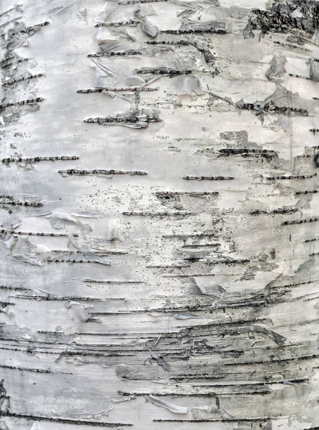 birch tree bark texture close-up cortex - birch bark birch tree textured imagens e fotografias de stock