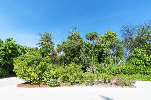 istock Tropical garden plant with blue sky background 1270045500