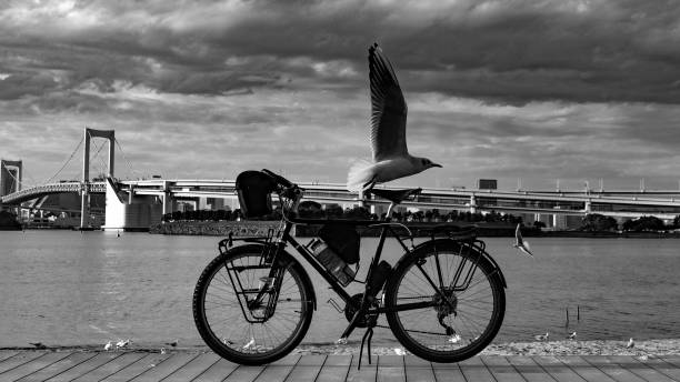 Closed cloud weather, sunset, bike, seagull poses. One of Tokyo's famous bridges, Rainbow Bridge in the background. Bike and seagull in the main background.