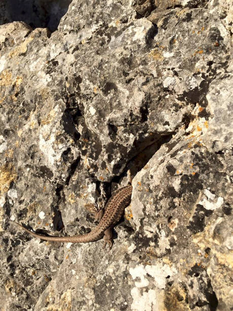 istock a lizard is hidding in the rock 1270047703