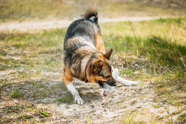 istock Mixed Breed Dog Playing With Plastic Bottle, Rubbish In Forest 1270050804