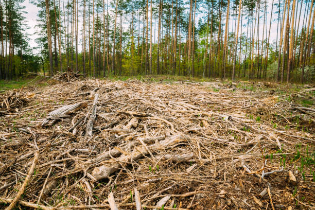 Hardwood, Lumber, Wood Chips From Tree Trunks In Deforestation Area. Pine Forest Landscape In Spring Day. Green Forest Deforestation Area Landscape.