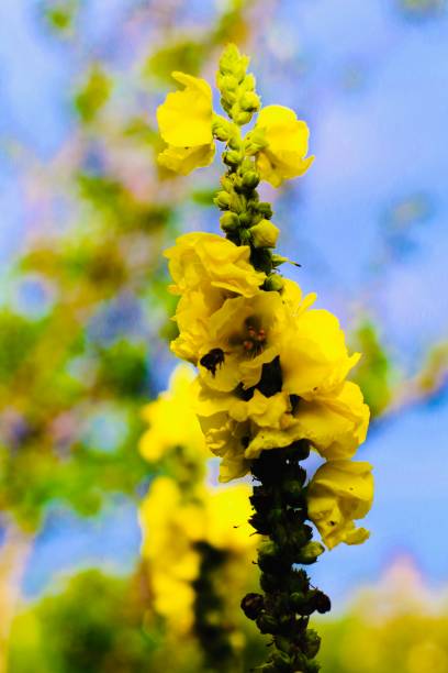close up of yellow hollyhock in bloom for backgrounds - poppy purple flower close up imagens e fotografias de stock