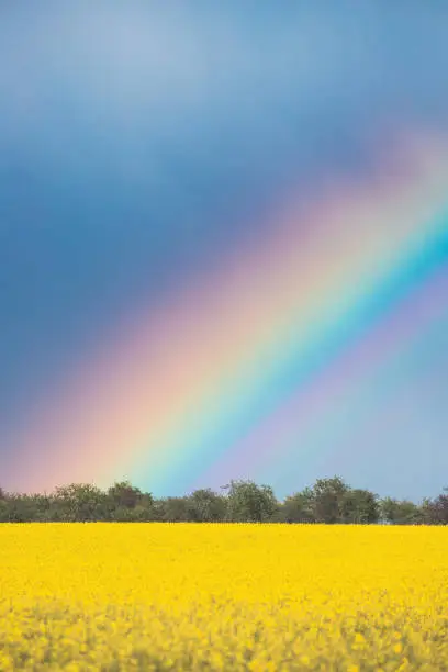 Rainbow Above Rural Landscape With Blossom Of Canola Colza Yellow Flowers. Rapeseed, Oilseed Field Meadow