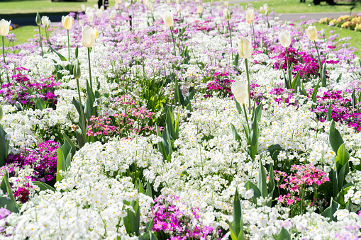 White tulips in a pink and white flower garden in Queens Park, Toowoomba during the Carnival of Flowers