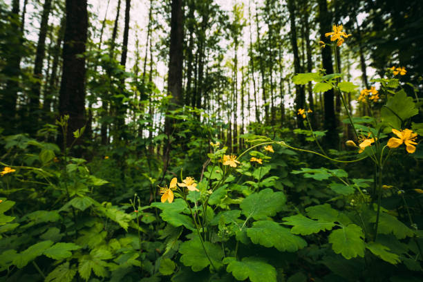 Green Spring Forest. Plant Ranunculus Acris With Yellow Flowers On Background Tall Trees.