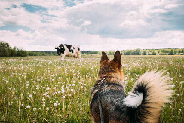 녹색 초원 잔디에서 걷는 재미 혼합 품종 개. 사랑스러운 애완 동물 회의 소 - cattle dog 뉴스 사진 이미지