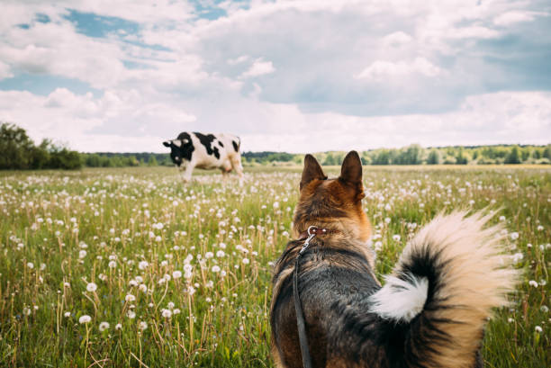 funny mixed breed dog walking in green meadow grass. lovely pet meeting cow - cattle dog imagens e fotografias de stock