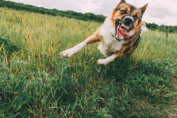 Angry Aggressive Mad Dog Running Outdoors In Green Meadow On Camera Angry Aggressive Mad Dog Running Outdoors In Green Meadow On Camera. animals attacking stock pictures, royalty-free photos & images