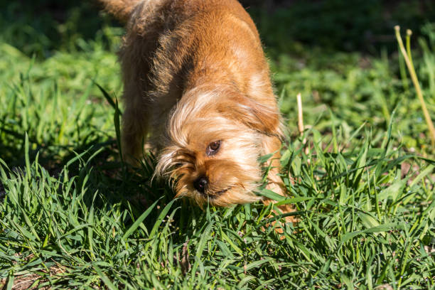 istock A decorative Belgian (or Brussels) dog Griffon walks in the park. 1270052585