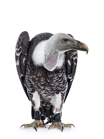 Young adult Rüppell's griffin vulture  sitting full body facing front. Head down and turned to the side. Isolated on white background.