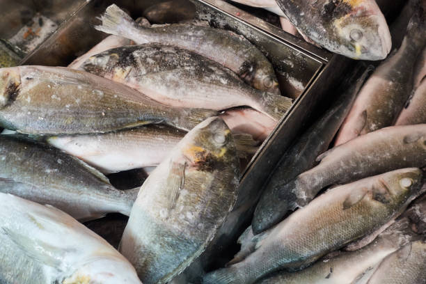 istock Frozen fish in the refrigerator grocery store 1270053933