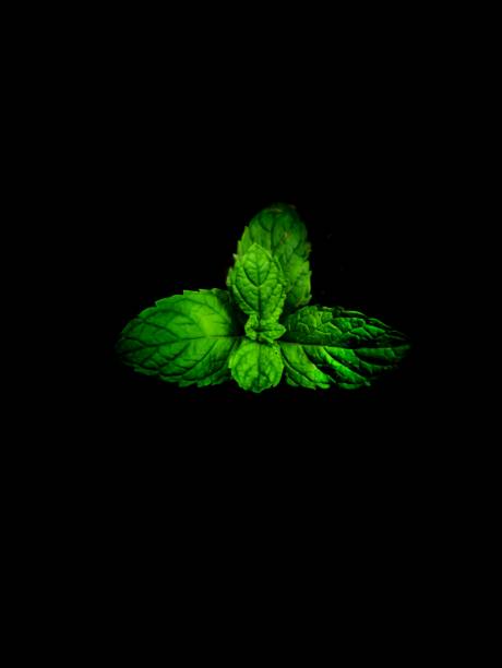 istock Bunch of leaves 1270055004