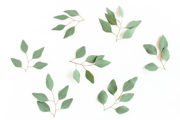 istock Green branch, leaves eucalyptus populus isolated on white background. Flat lay, top view 1270055007