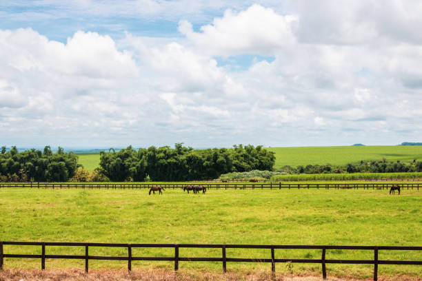 istock Horses grazing on the farm on a cloudy sunny day 1270055077