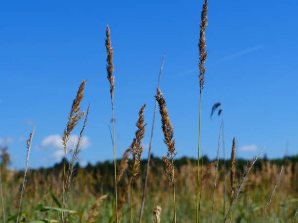 istock ears of field cereals against sky 1270055153