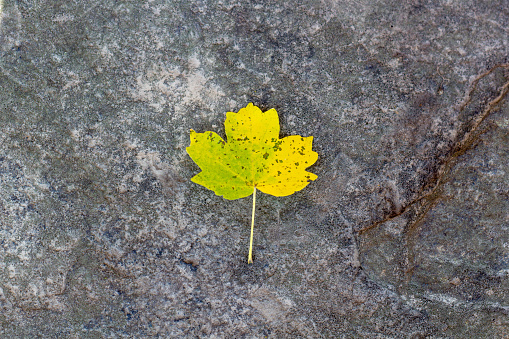 One yellow autumn leaf on granite stone ground texture background with copy space