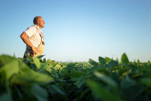 senior hardworking farmer agronomist in soybean field looking in the distance. organic food production and cultivation. - farmer imagens e fotografias de stock