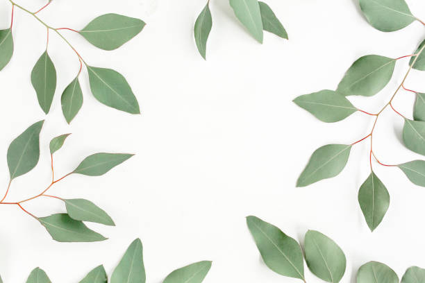 istock Frame made of green leaves eucalyptus populus isolated on white background with empty space for text. Flat lay, top view 1270057812