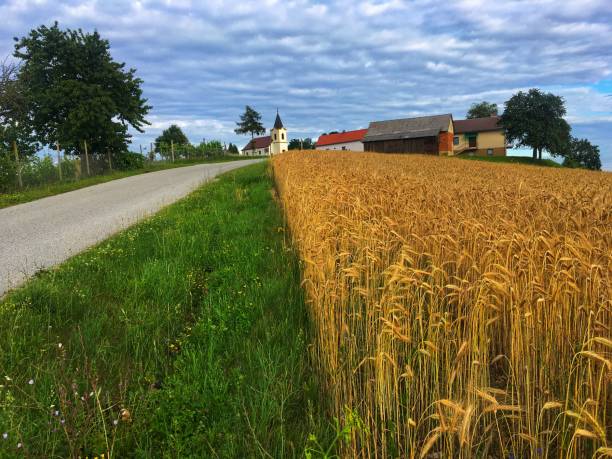 Road next to golden fields of wheat, leading to the church in the horizon, Prekmurje, Slovenia