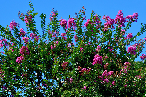 Crape myrtle is a deciduous tree or shrub, with especially handsome bark; the smooth gray outer bark flaking away to reveal glossy cinnamon brown bark beneath. Small white, red, pink or purple flowers are borne in clusters in early summer, often blooming again in late summer.