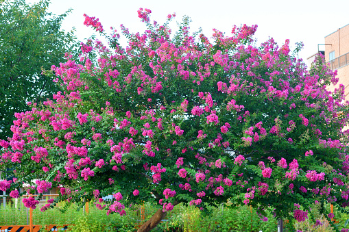 Crape myrtle is a deciduous tree or shrub, with especially handsome bark; the smooth gray outer bark flaking away to reveal glossy cinnamon brown bark beneath. Small white, red, pink or purple flowers are borne in clusters in early summer, often blooming again in late summer.