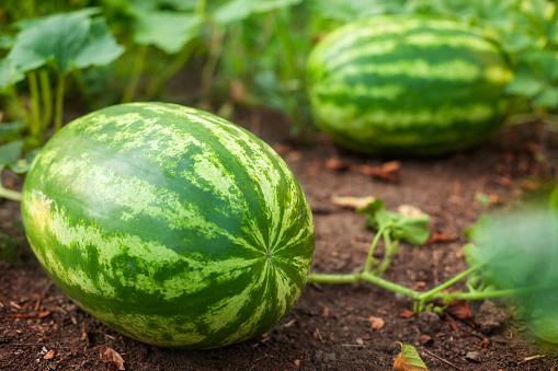 Watermelons on agricultural land, by a sunny day