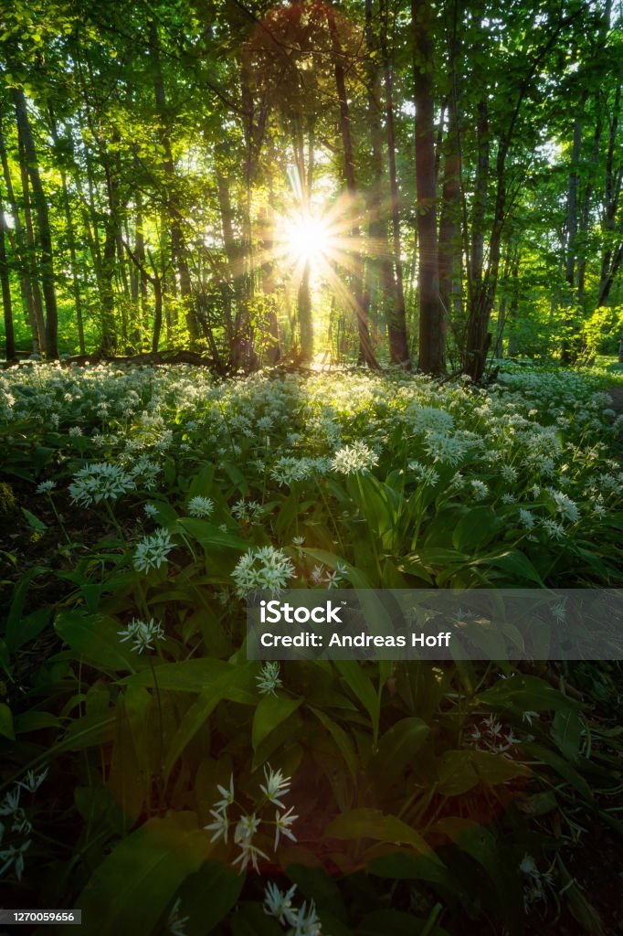 Wild garlic forest in sunshine Wild garlic forest on the mountain Kinnekulle in Sweden Beauty Stock Photo