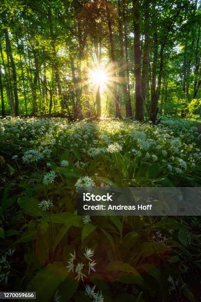 Wild Garlic Forest In Sunshine Stock Photo - Download Image Now - Beauty, Blossom, Color Image