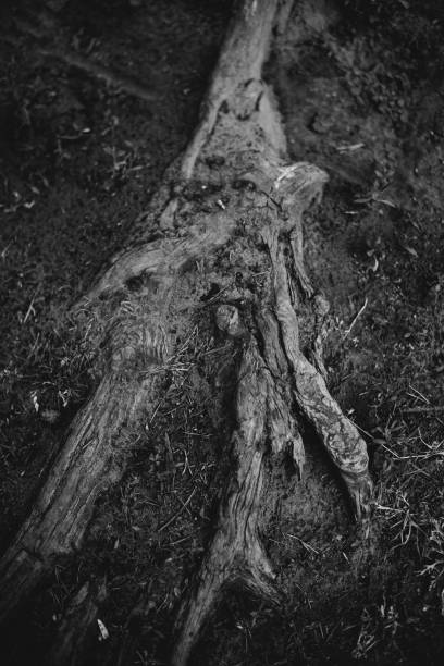 istock Natural backgrounds,forest background,landscape photography, magic forest and trees, roots and branches 1270059701
