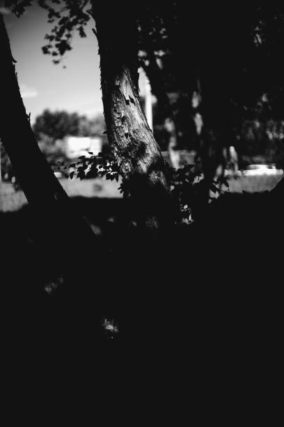 istock black and white flowers and plants 1270059795