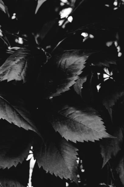 istock black and white flowers and plants 1270059816