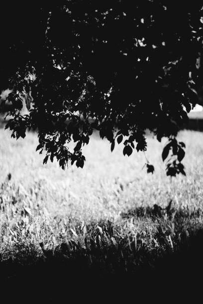black and white flowers and plants